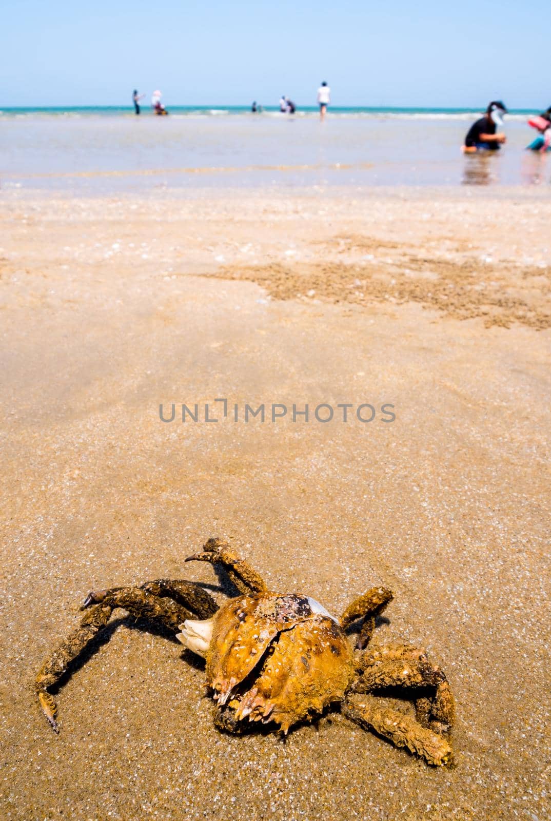 The dried carapace of dead Spanner Crab on sand where many people are play water on the beach