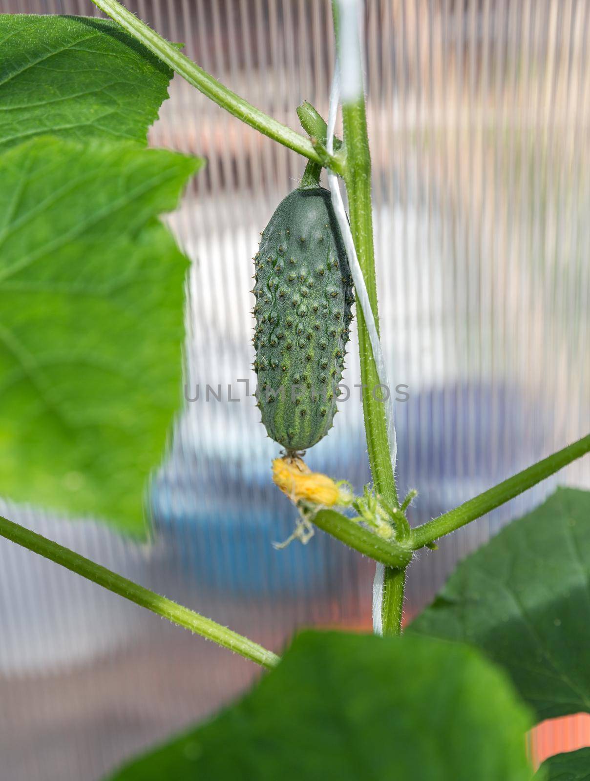 Cucumber in garden by Mariakray