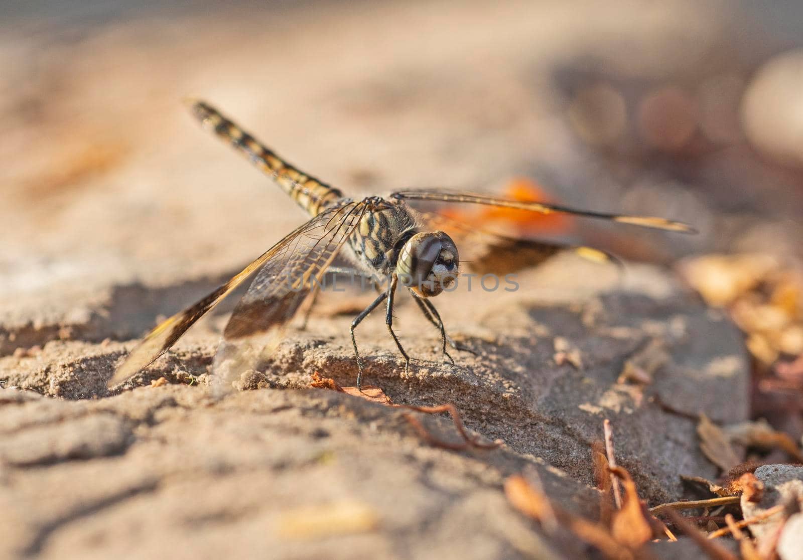 Closeup macro detail of wandering glider dragonfly Pantala flavescens perched on a stone footpath