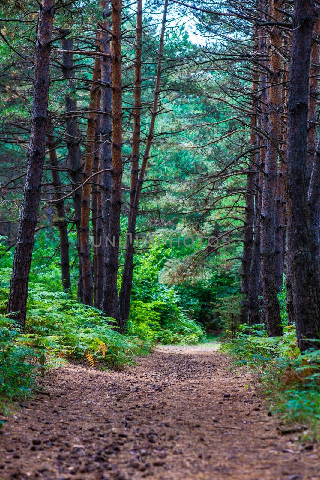 Surami pine forest with fern plants in sunny summer day