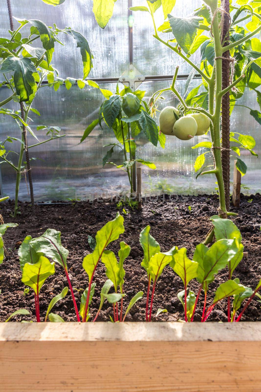 Green tomatoes growing in greenhouse in garden