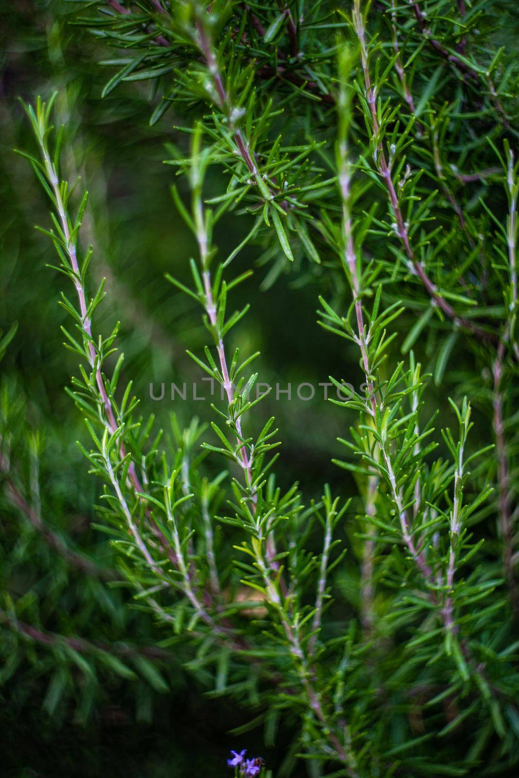 Rosemary plant in the home garden as a cooking concept