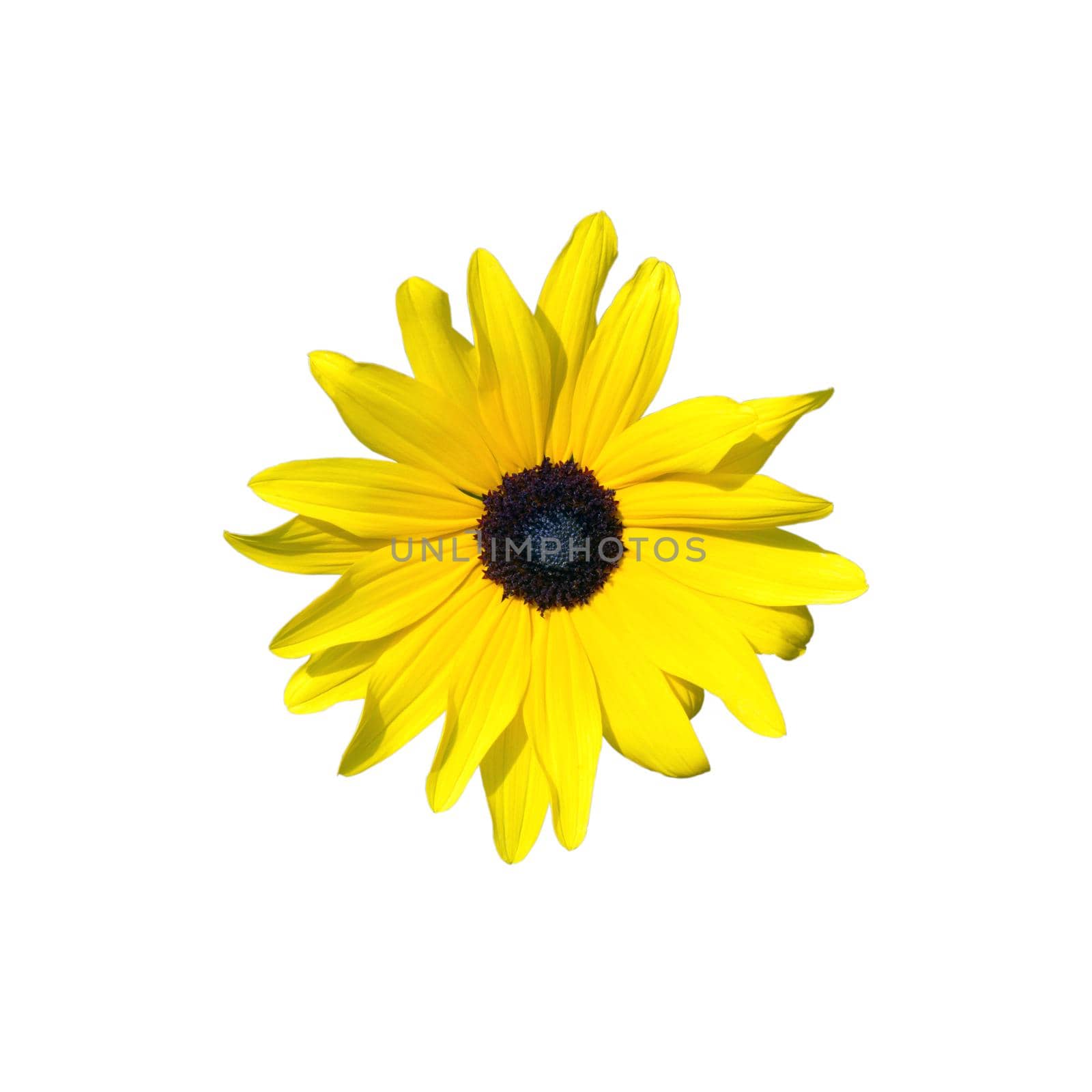 Yellow rudbeckia flower in the garden, isolated on white background.