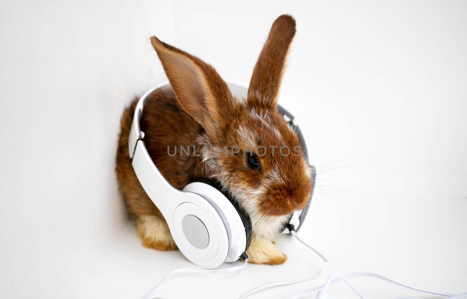 A red-brown rabbit in white headphones sits on a white background by lapushka62