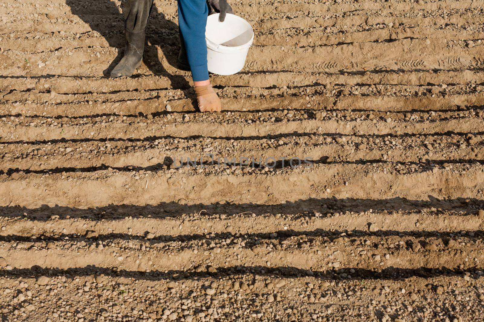 A woman plants a garden by zebra