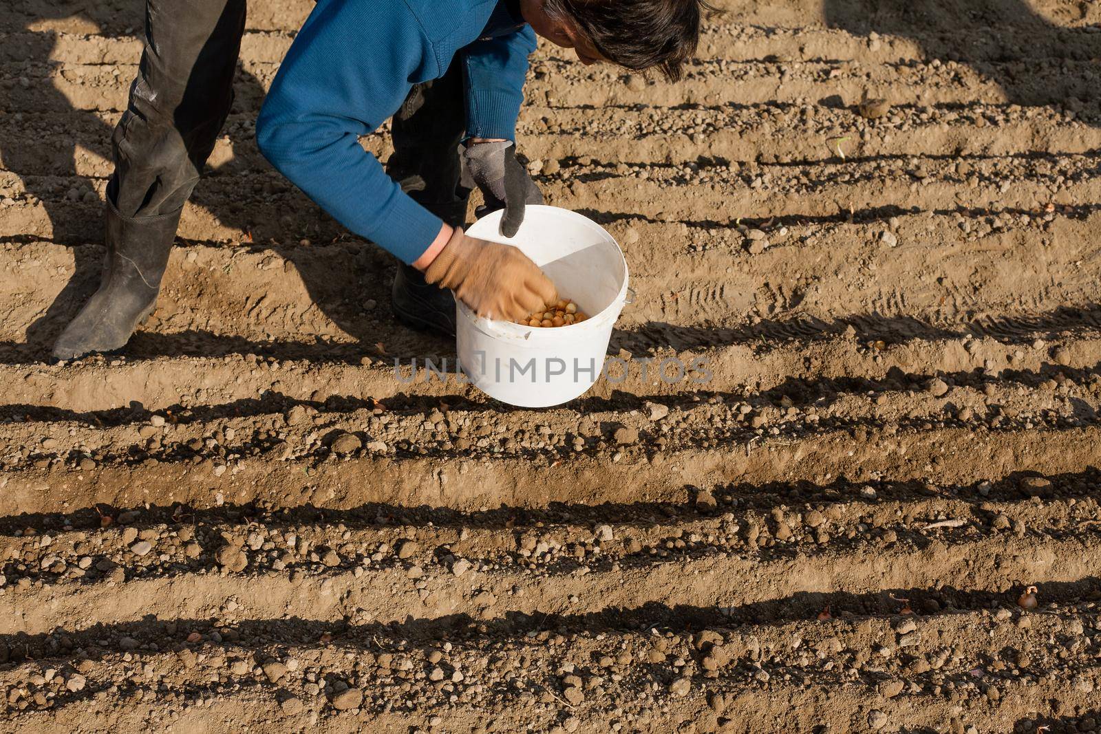 A woman plants an onion billet in the afternoon