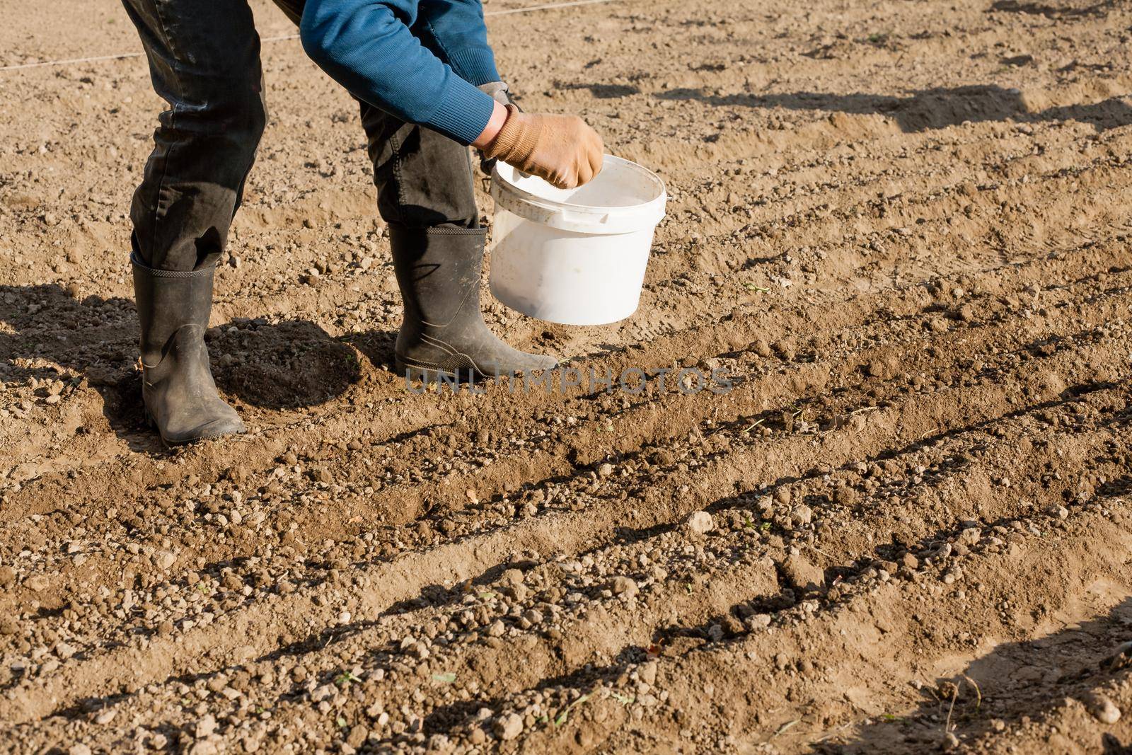 A woman plants an onion billet in the afternoon