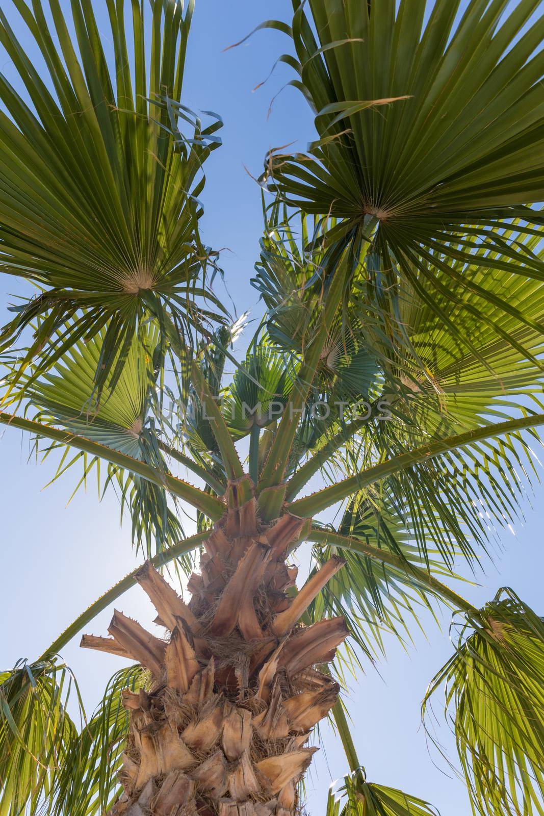 Palm tree by Mariakray