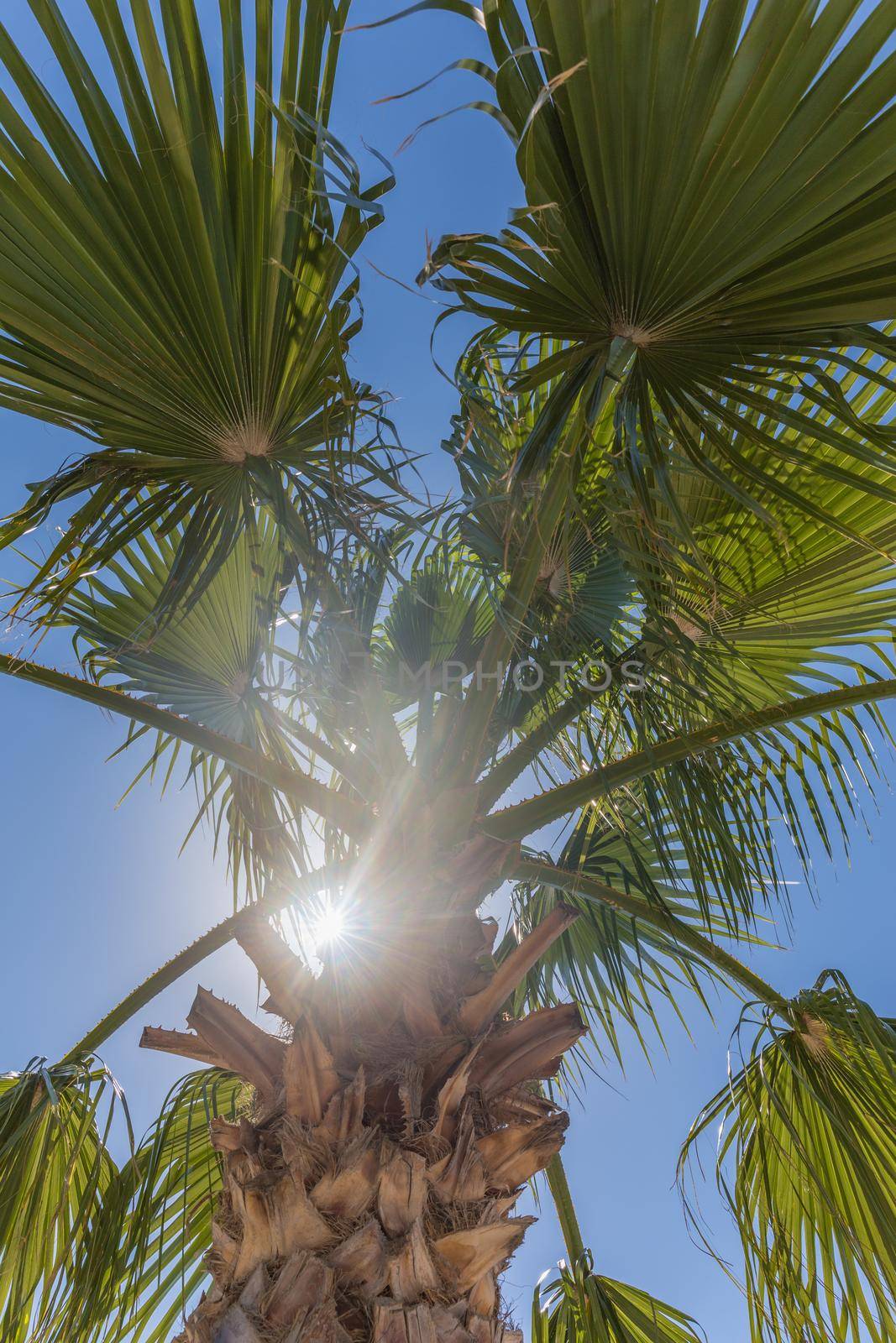 Palm tree by Mariakray