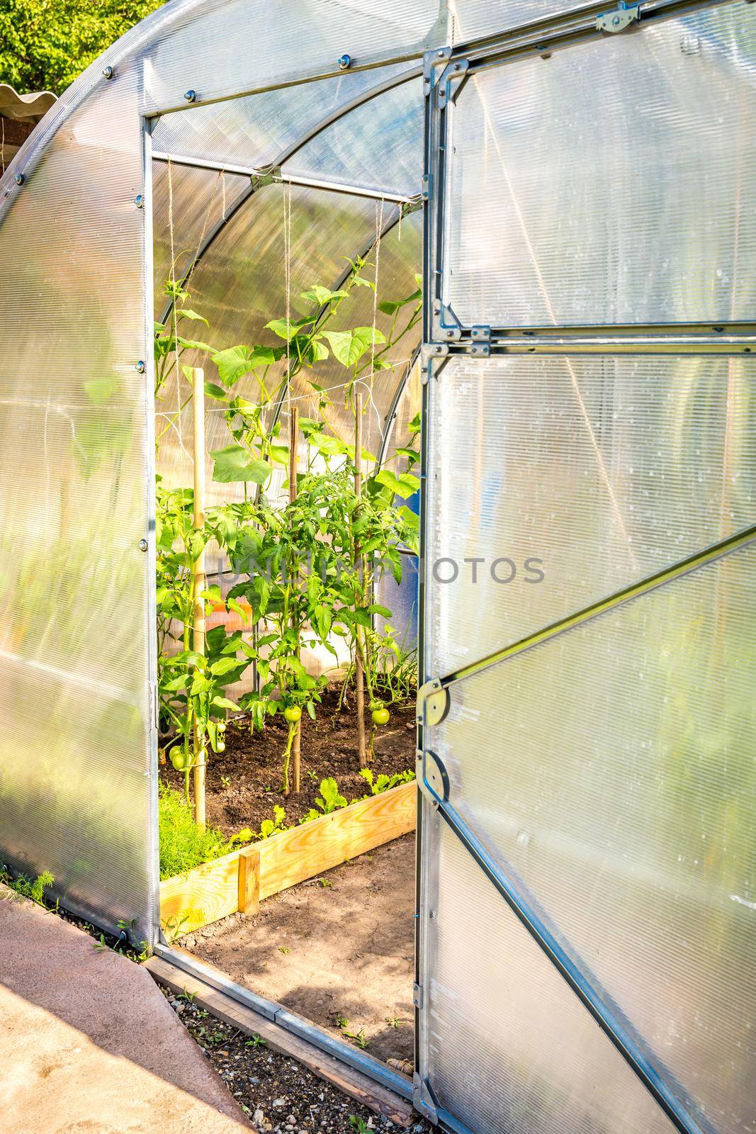 Small greenhouse with tomatoes in private house garden. Inside view