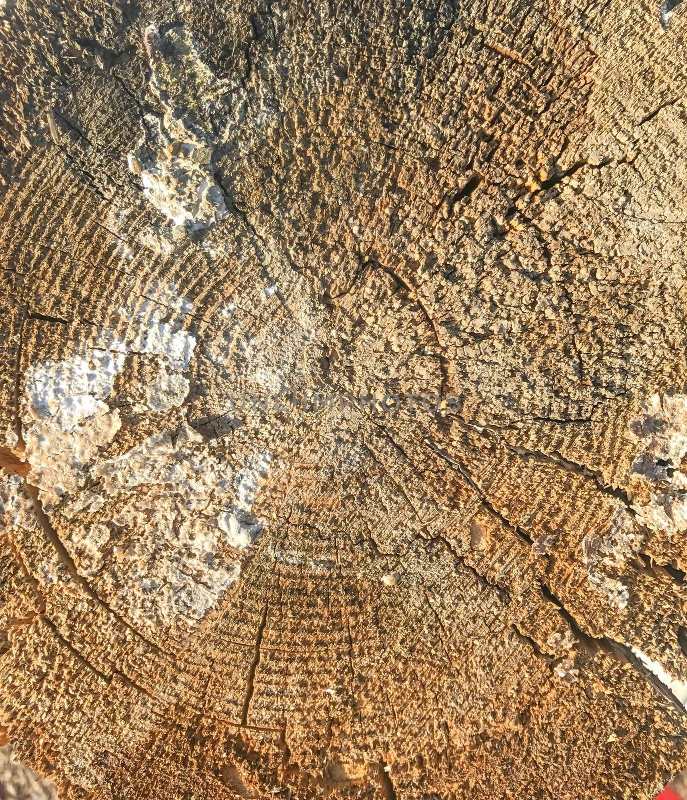 Background of wooden texture. Closeup of tree trunk with age rings by Mariakray