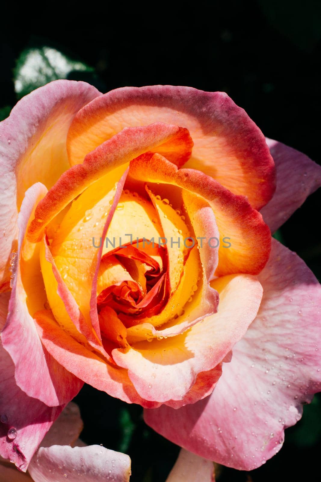 Colorful fresh rose in close up view by berkay