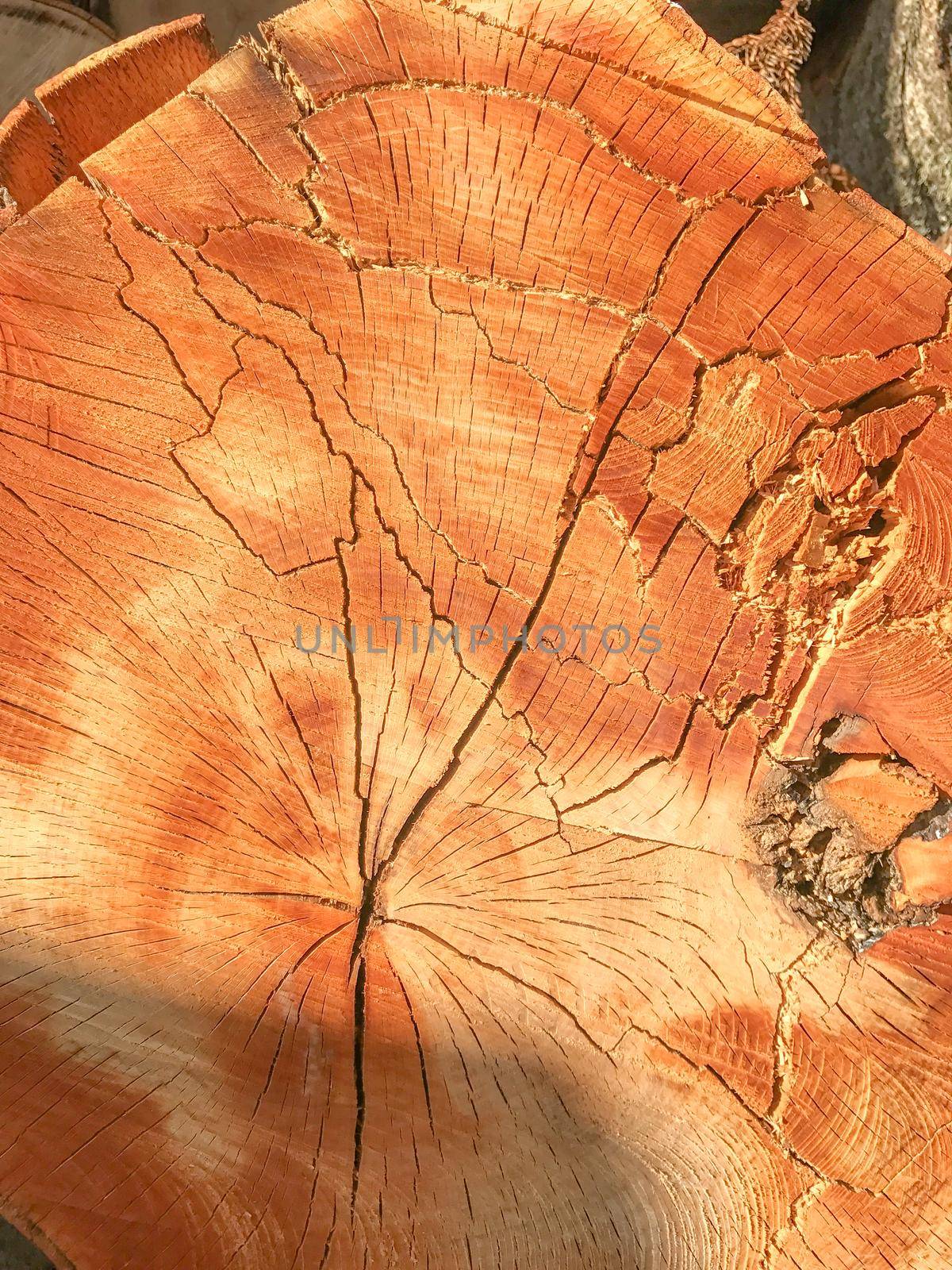 Background of wooden texture. Closeup of tree trunk with age rings