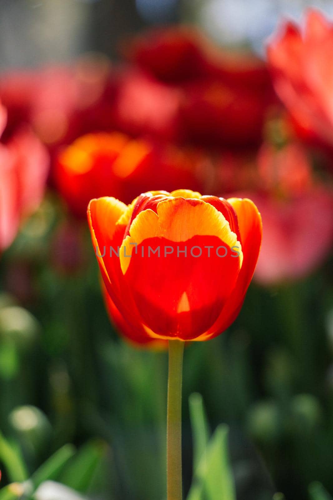 Colorful tulip flowers bloom in the spring  garden