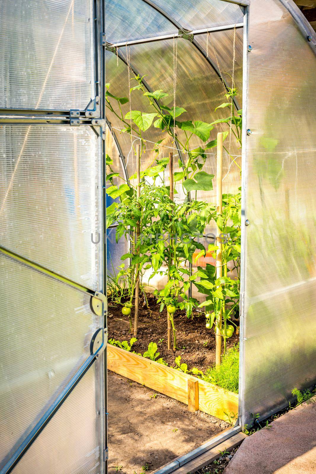 Small greenhouse with tomatoes in private house garden. Inside view