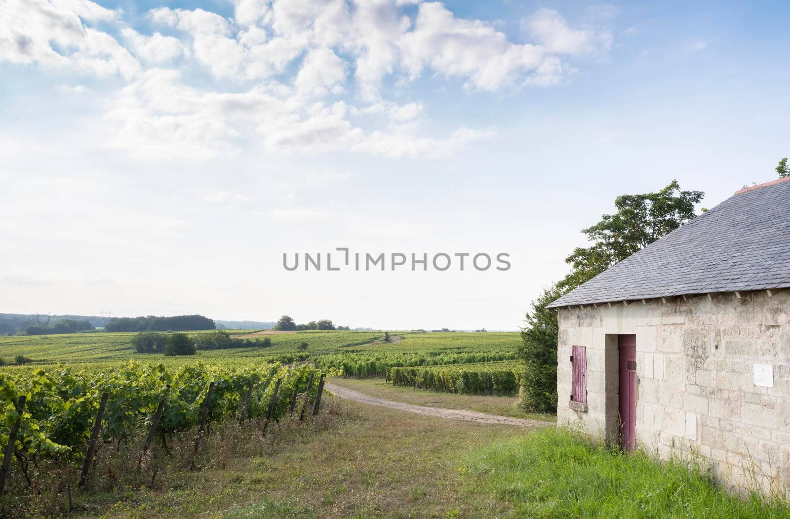 vineyards and old stone walls in Parc naturel regional Loire-Anjou-Touraine near river loire in france by ahavelaar