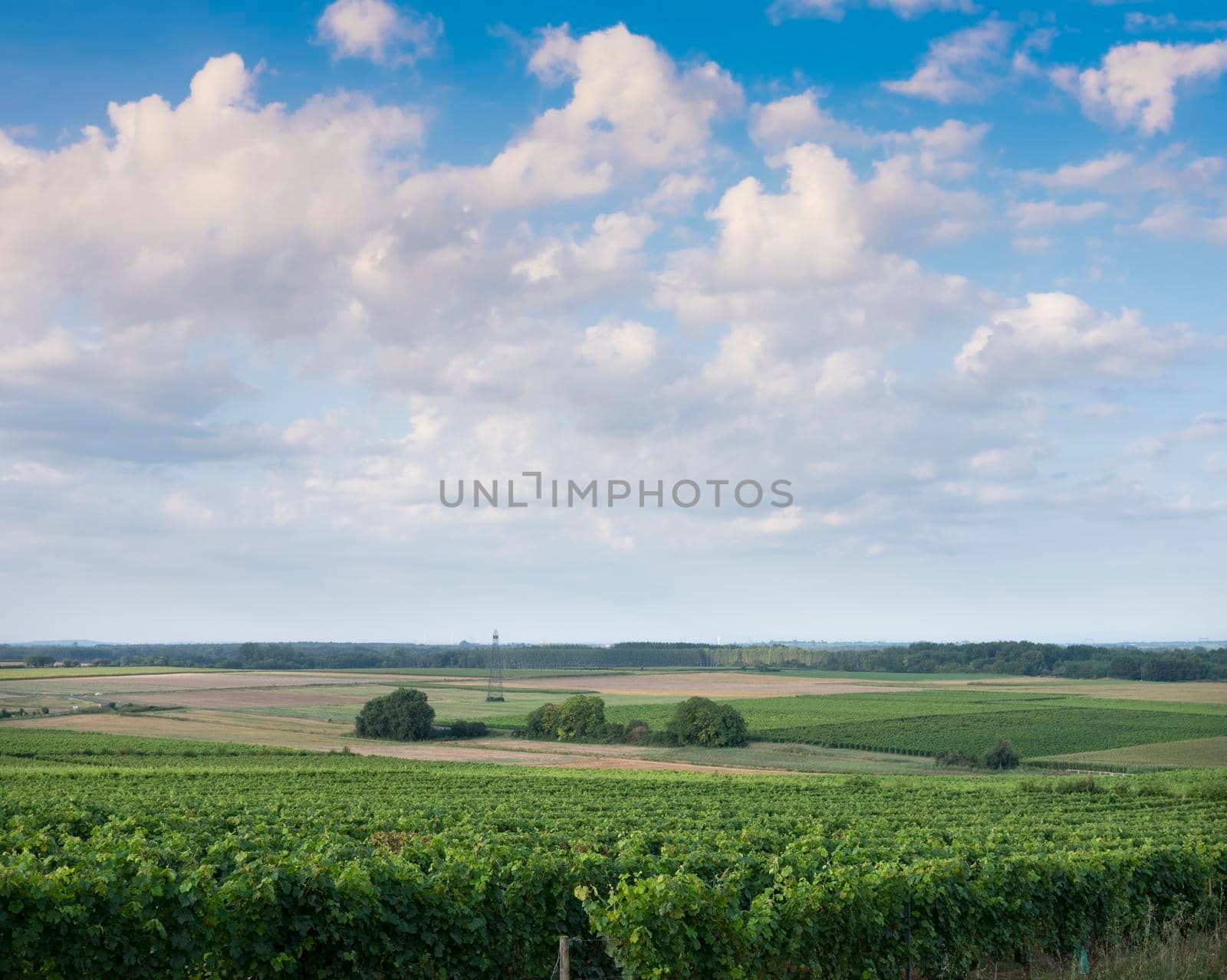 landscape near saumur in Parc naturel regional Loire-Anjou-Touraine with vineyards by ahavelaar