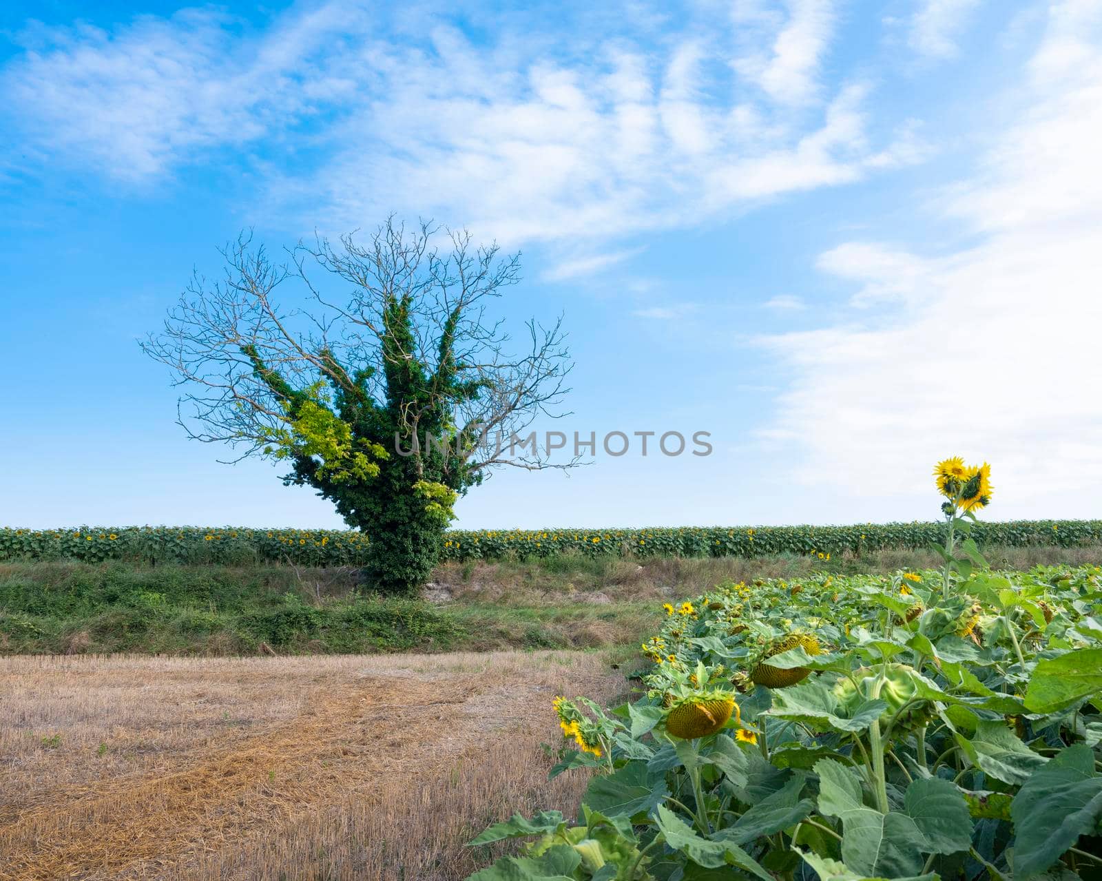sunflower fields and tree under blue summer sky in france between tours and angers in Parc naturel regional Loire-Anjou-Touraine by ahavelaar