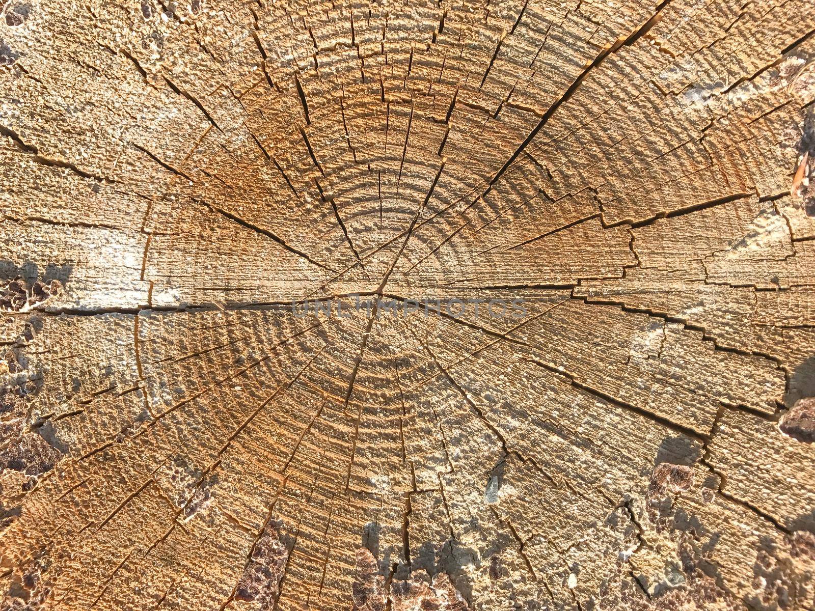 Background of wooden texture. Closeup of tree trunk with age rings