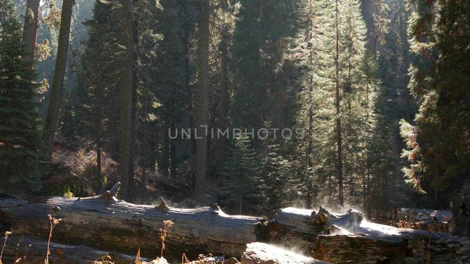 Fog rising in sequoia forest, fallen redwood trunks in old-growth wood. Misty morning in coniferous woodland, national park of Northern California, USA. Large uprooted pine trees, haze in sunlight by DogoraSun
