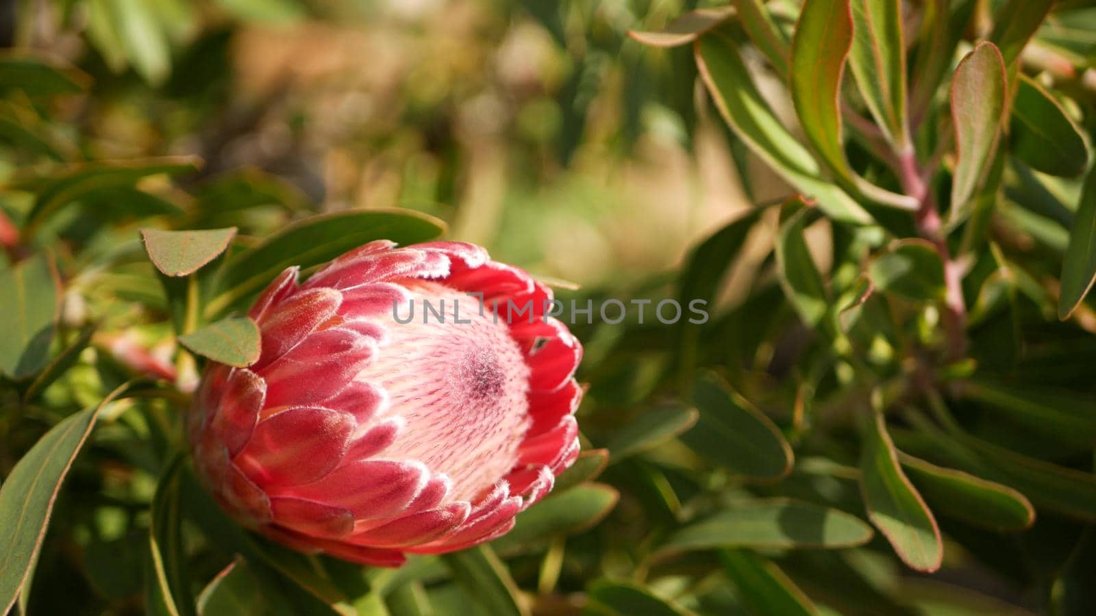 Protea pink flower in garden, California USA. Sugarbush repens springtime bloom, romantic botanical atmosphere, delicate exotic blossom. Coral salmon spring color. Flora of South Africa. Soft blur by DogoraSun