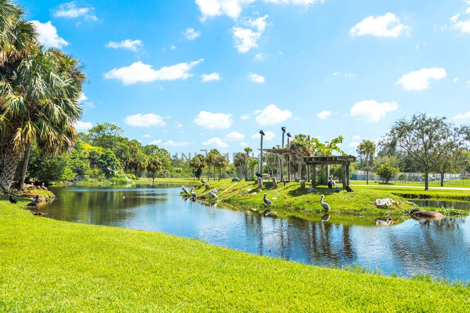 Florida, USA - September 19, 2019: Lion Country Safari drive through park in West Palm Beach Florida. Cars driving near animals in zoo