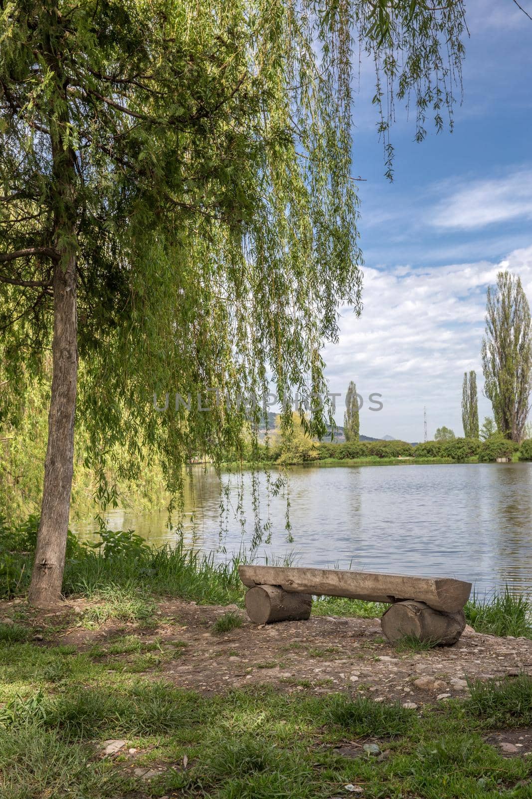 Handmade bench under a tree near a lake