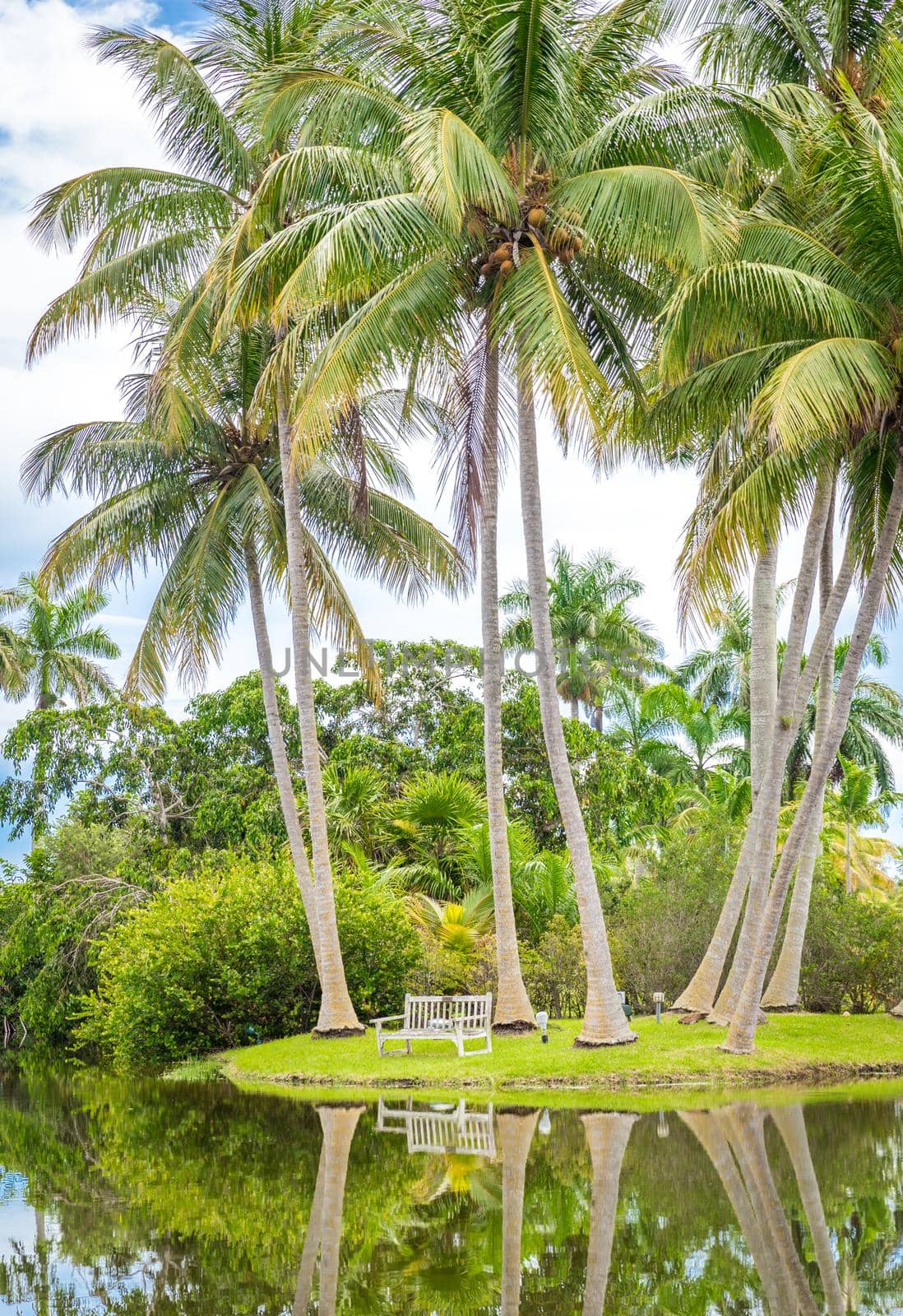 Beautiful park with tropical nature and palm trees