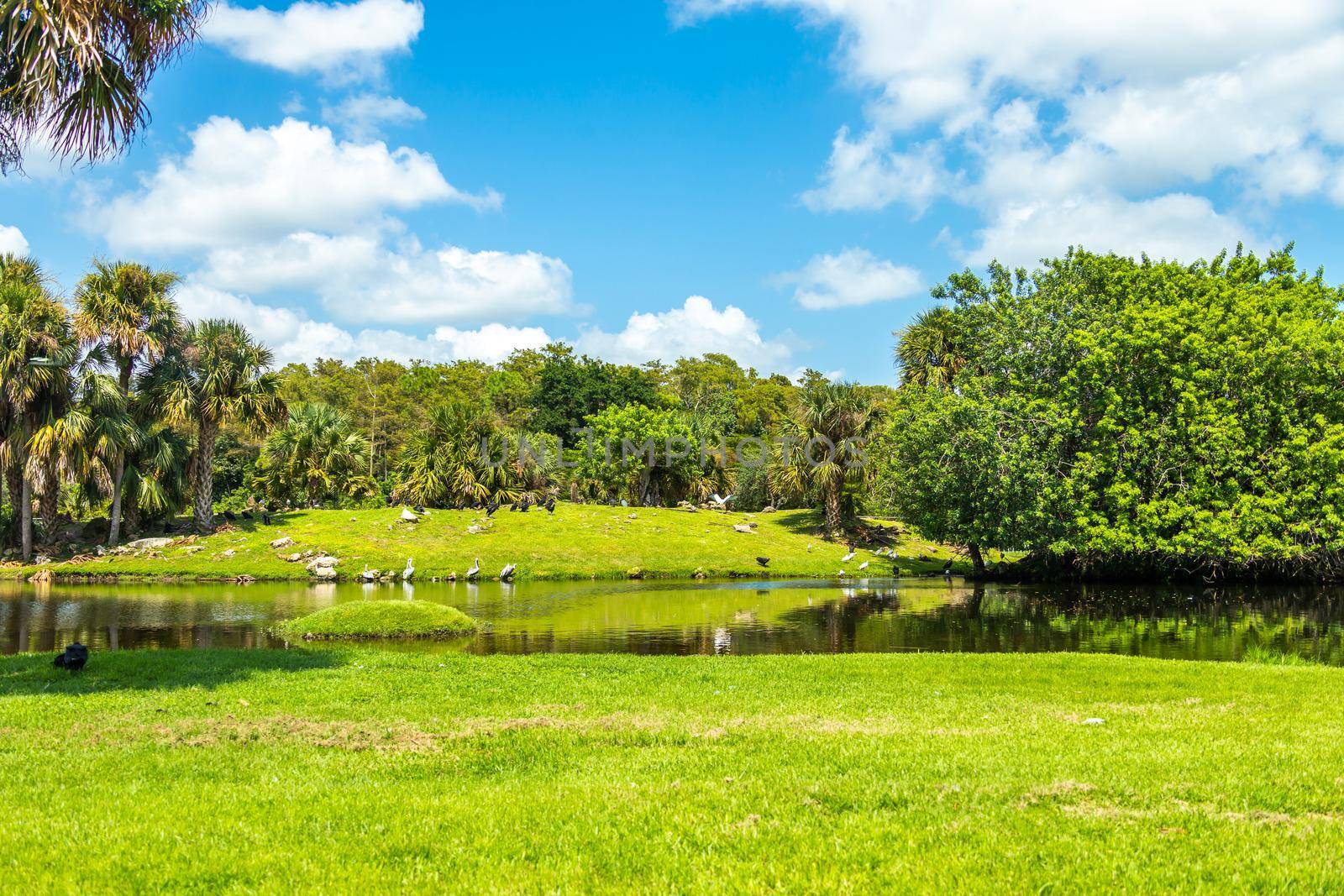 Lake with many birds in a summer park