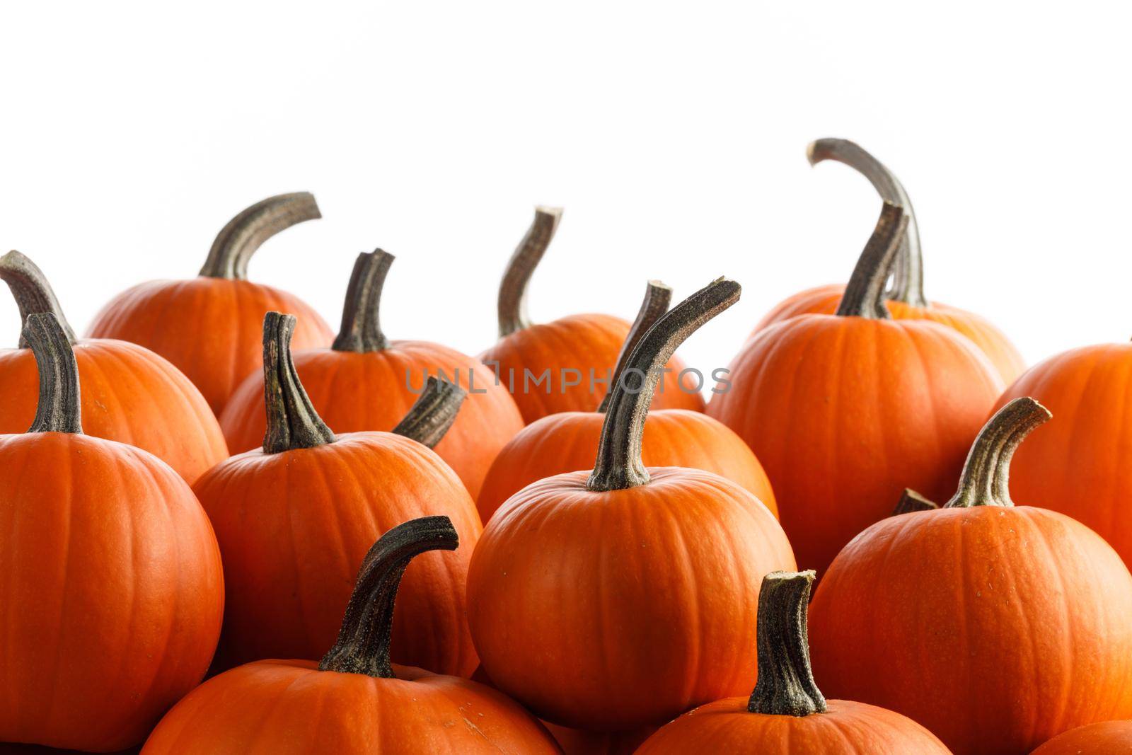 Heap of many orange pumpkins isolated on white background , Halloween design card