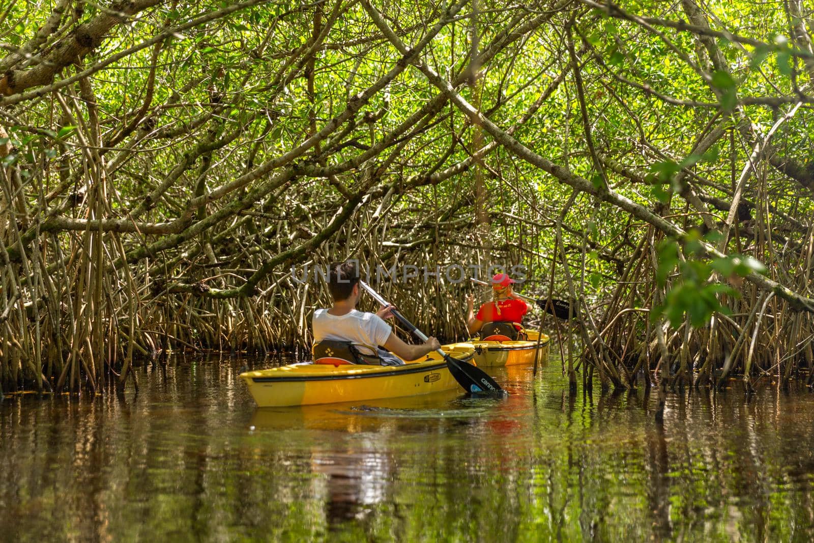 EVERGLADES, FLORIDA, USA - AUGUST 31: Tourist kayaking in mangrove forest on August 31, 2014 in Everglades, Florida, USA