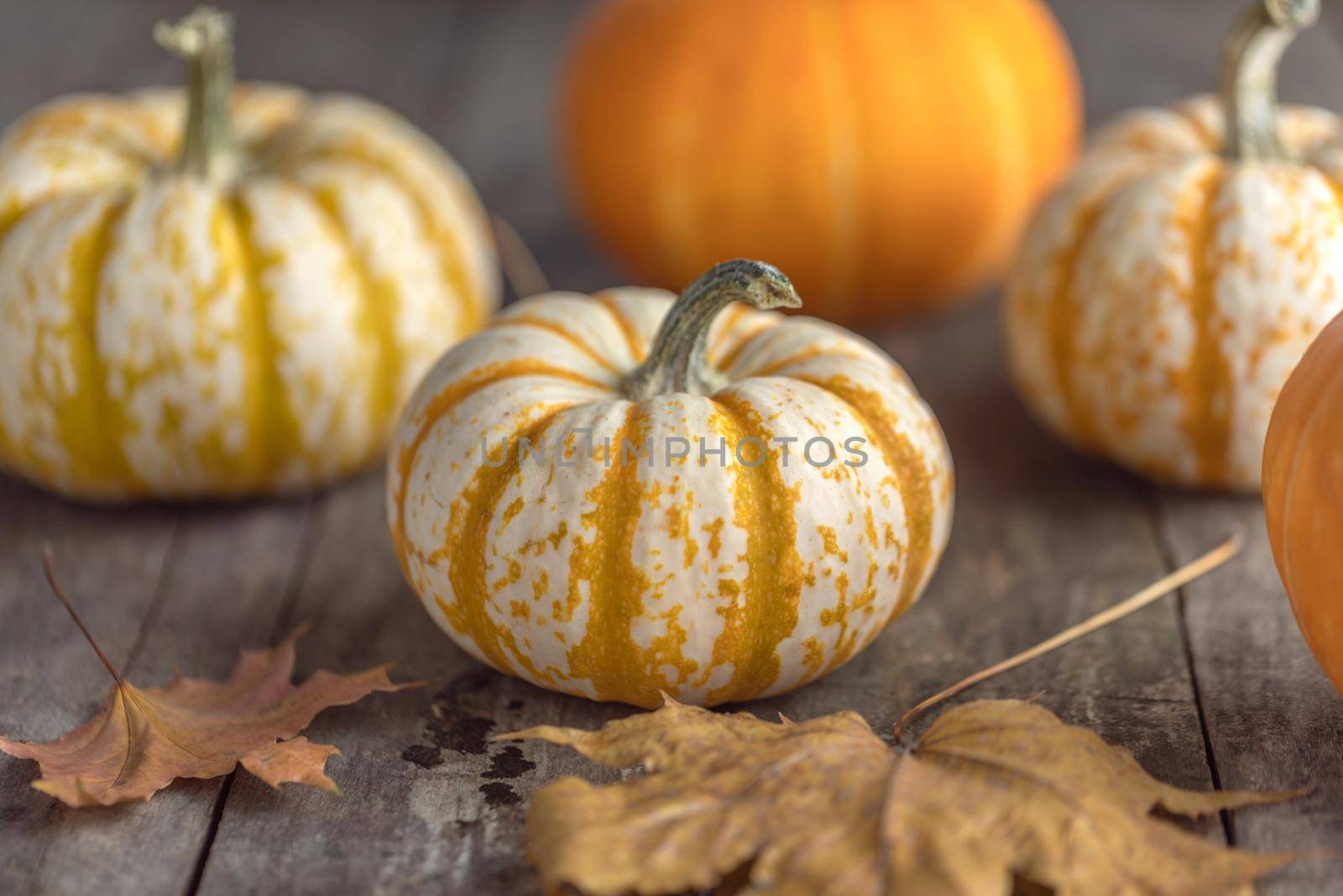 Pumpkins and dried leaves on wooden tabletop background. Thanksgiving day or Halloween concept.