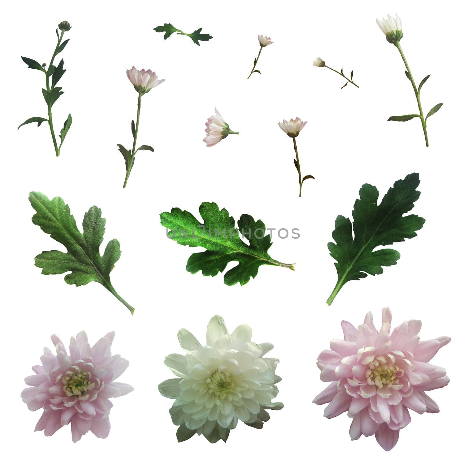 Set of Pink and White Chrysanthemums with Green Leaves and Twigs. Flower Collection.