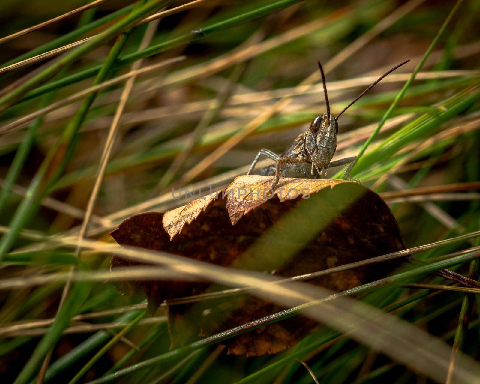 Grasshopper bug looking at the camera, close-up photo of grasshopper insects 