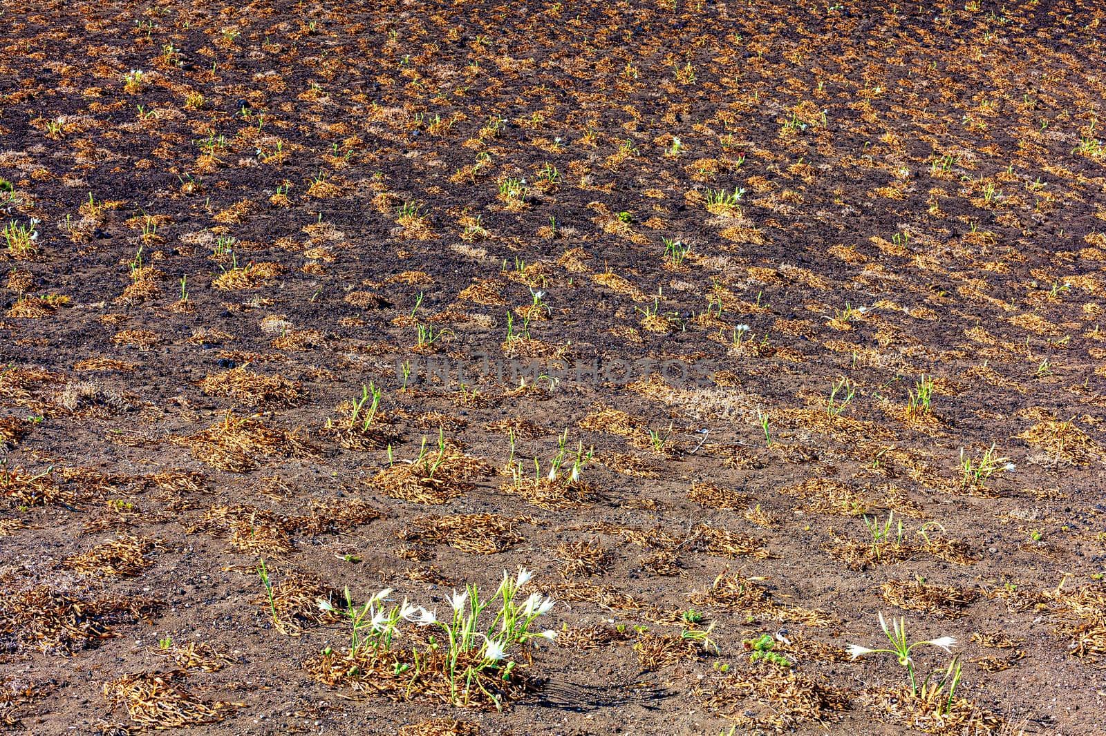 View of an expanse of Pancratium maritimum, or sea daffodil in the Linosa field