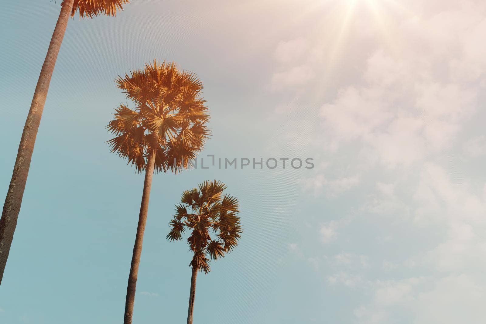 Tropical palm coconut trees on sunset sky flare and bokeh nature.