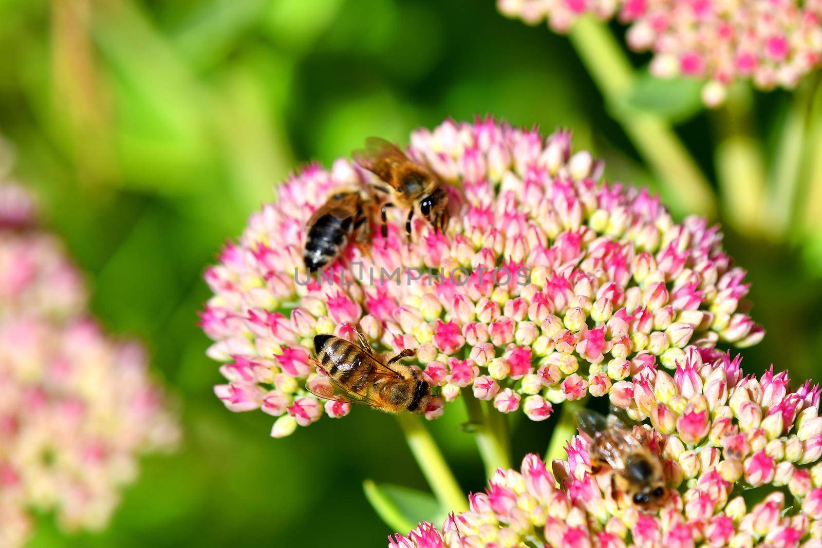 bees on flower of livelong
