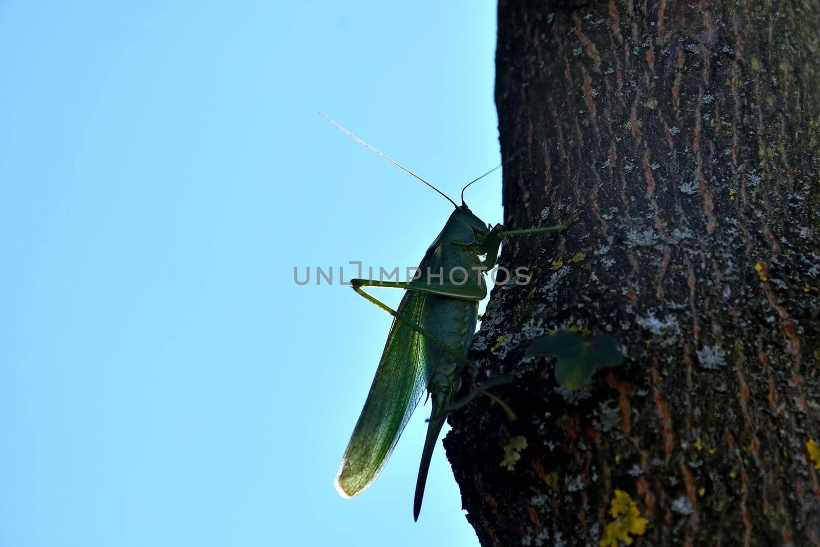 Great Green Bush-Cricket ona street floor by Jochen