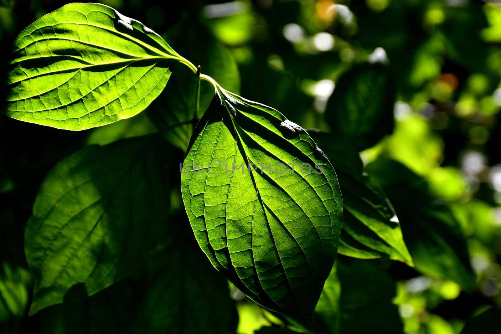 green leaves in backlit in autumnal sun