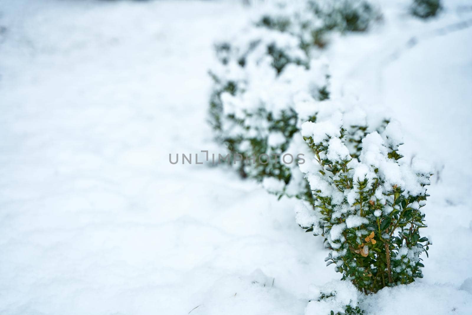 Snow covered bush in winter city park. Winter season beauty by Try_my_best