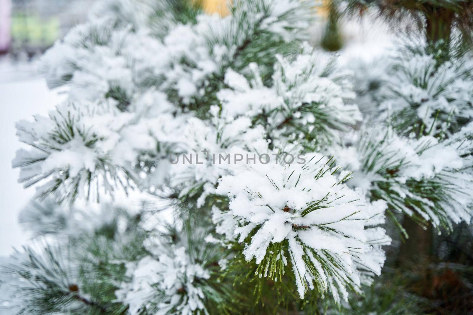 Snow covered green spruce tree in winter city park by Try_my_best