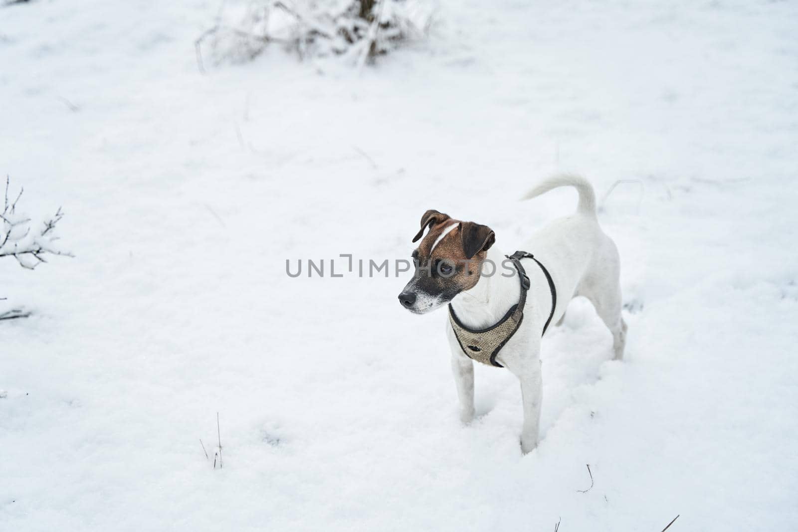 Walk in winter park with your dog. Happy dog in snow covered park. by Try_my_best