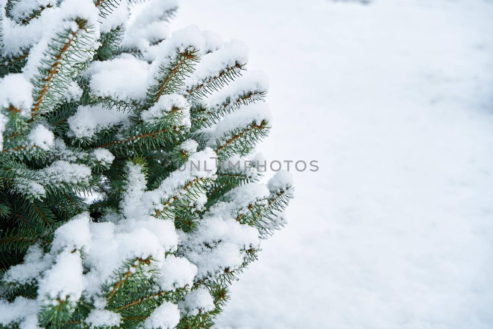 Snow covered green spruce tree in winter city park by Try_my_best