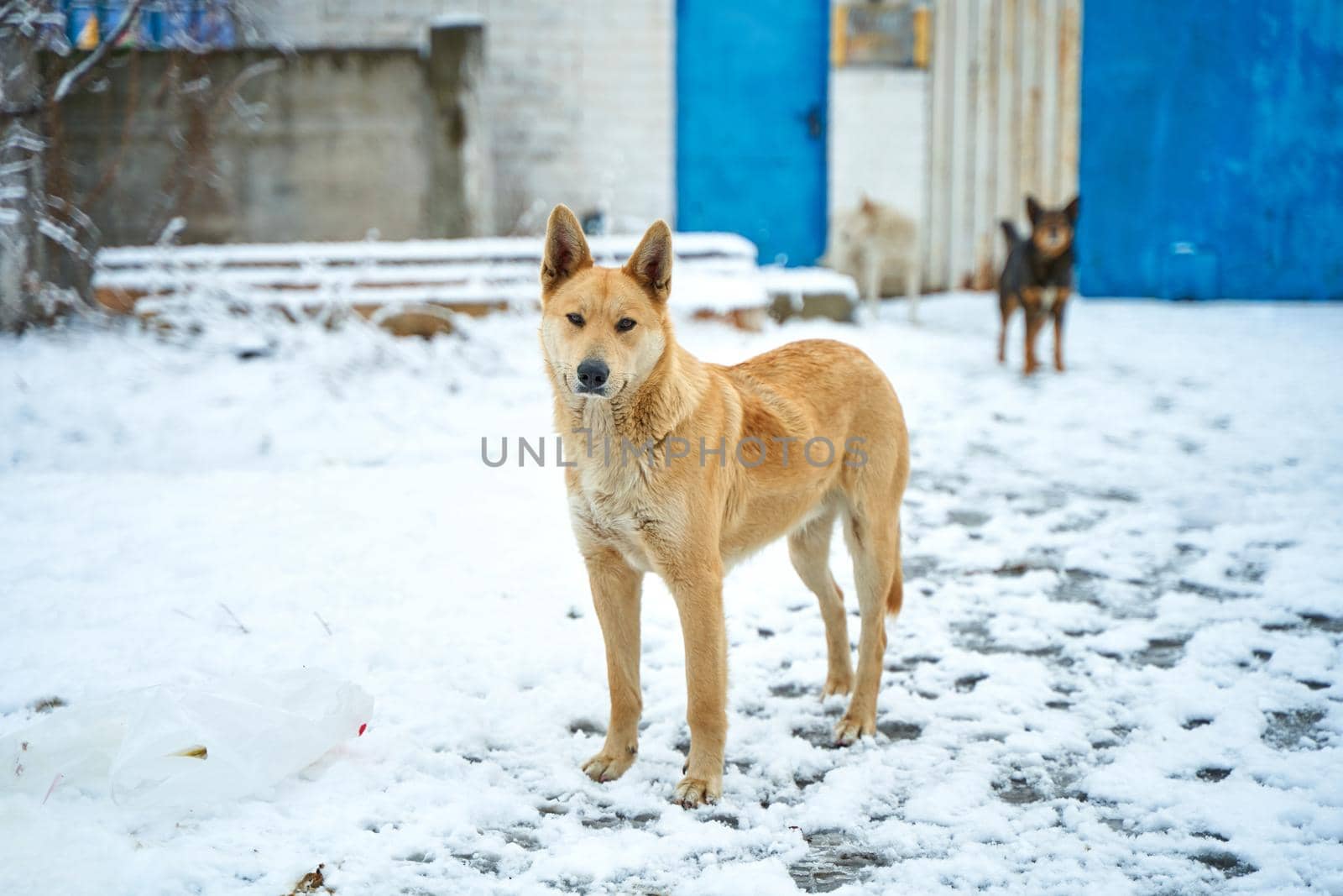 Portrait of a stray dog on a snowy street. A tough winter season for stray animals.