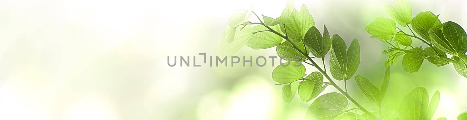 Nature green tree fresh leaf on beautiful blurred soft bokeh sunlight background with free copy space, spring summer or environment cover page, template, web banner and header. by pamai