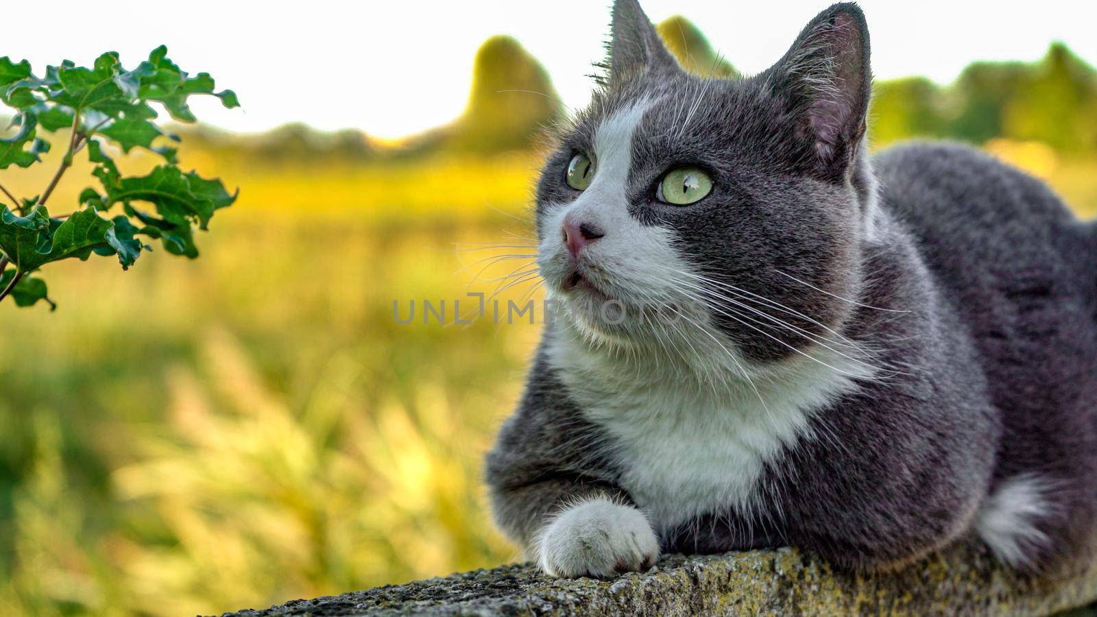 Close up portrait of Cute cat looks up