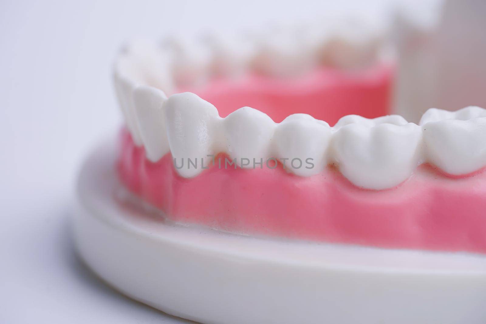 Mock Jaw with gum and teeth on white background. by pamai