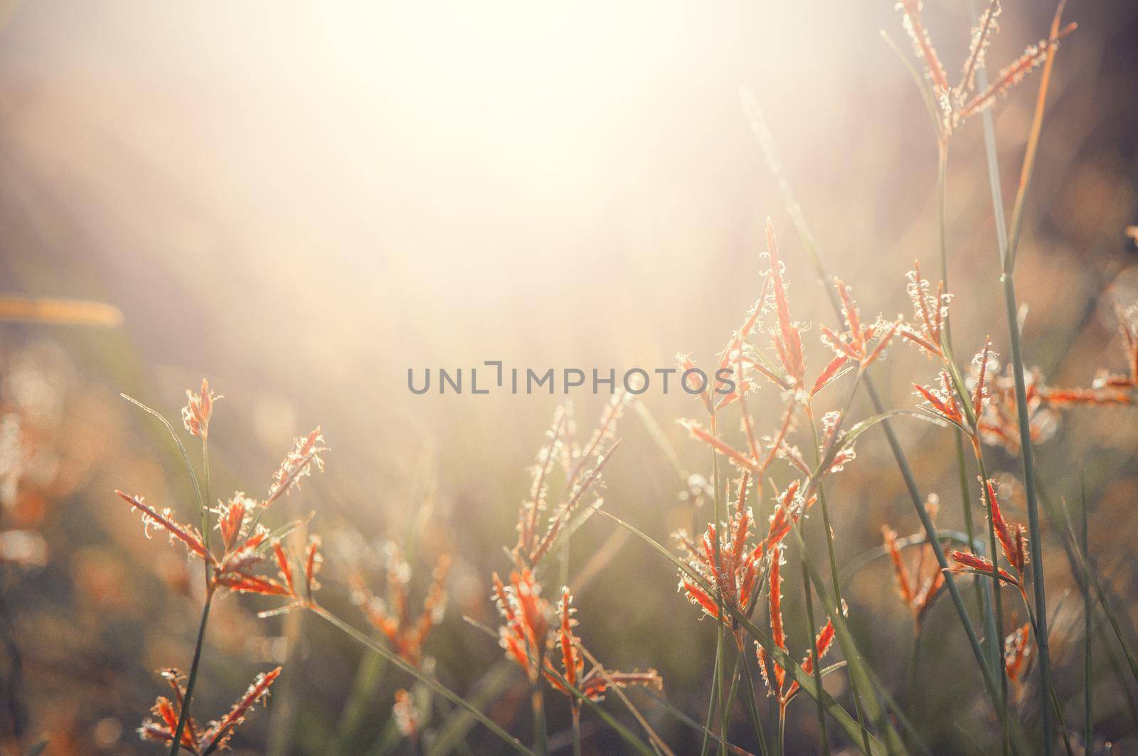 Meadow grass flower on bokeh background and sunshine. by thanumporn