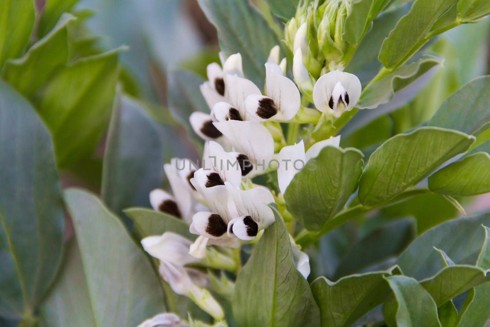 close up flowers of broad beans in the family garden in autumn