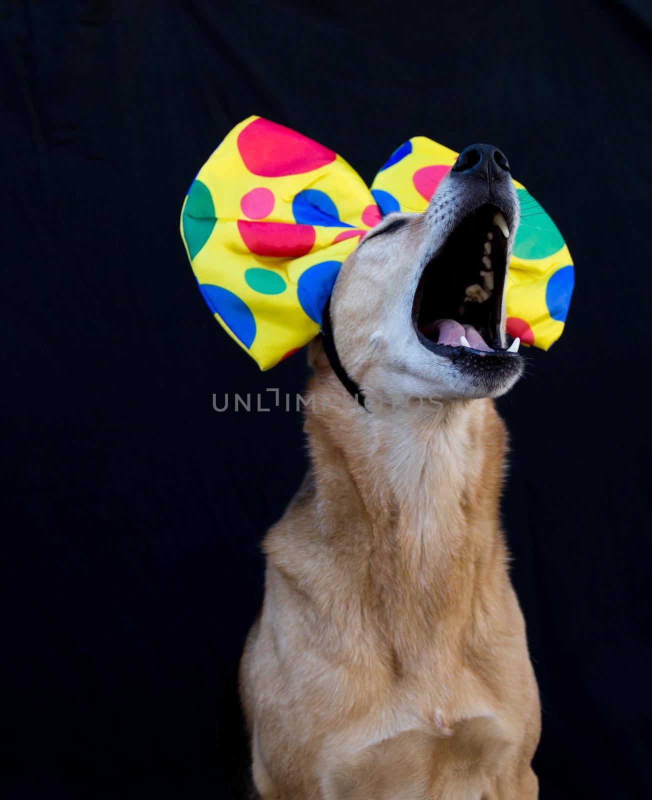 portrait of dog with a big bow tie with colorful polka dots on the head, on black background